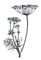 Fennel